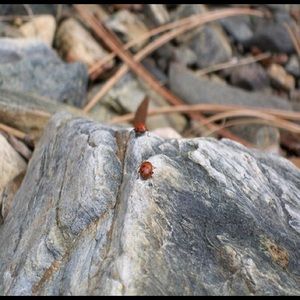 Meet your Posher, Dorothy